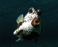   Trunkfish stalking me Tobago Cays just begging have its picture taken.Taken while freediving Olympus 7070 Inon Z240. taken. taken free-diving free diving Z240  